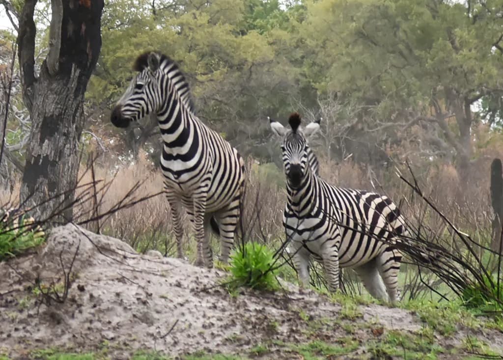 Zebra Pair