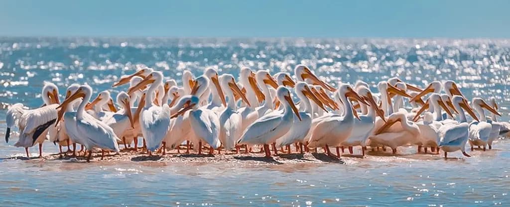 Pelican Shore Gathering