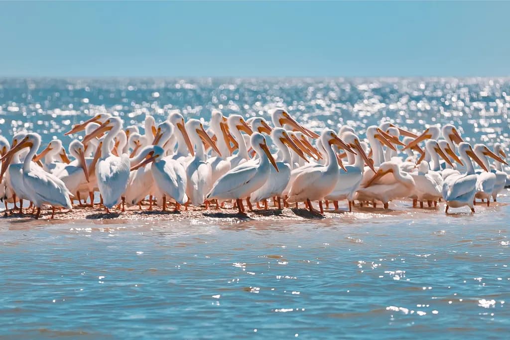 Pelican Coast Gathering