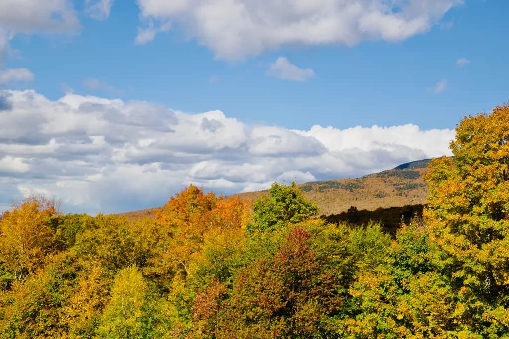 Autumn Mountain Canopy