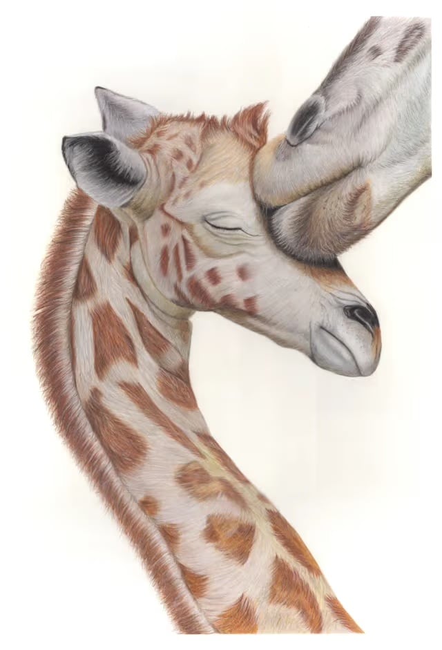 « Mother Nuzzle », dessin au crayon de couleur de Taru Aggarwal